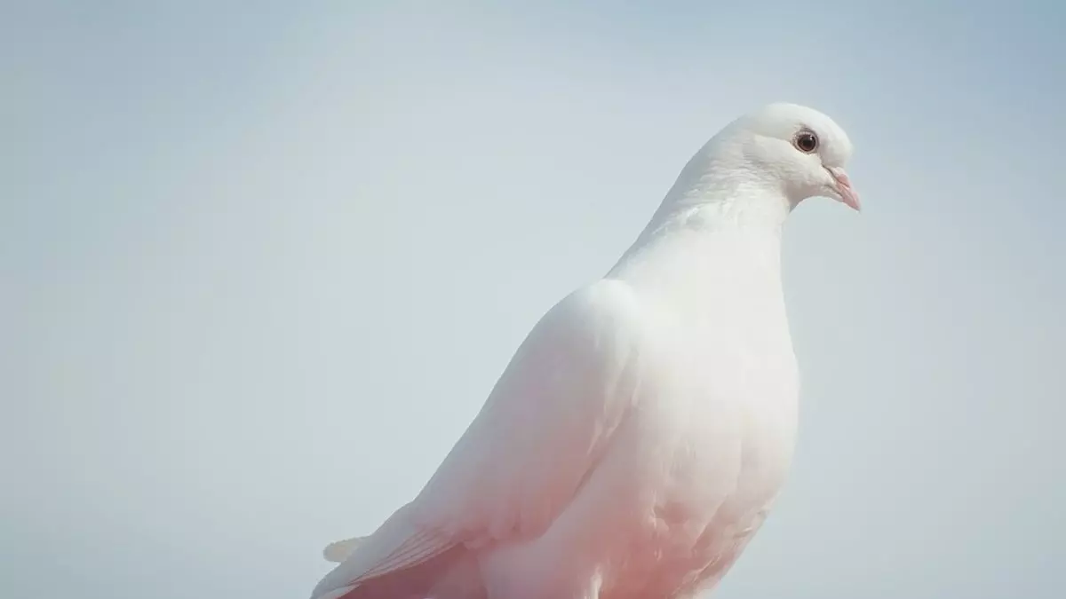 Rüyada Beyaz Güvercin Görmek Ne Anlama Gelir?