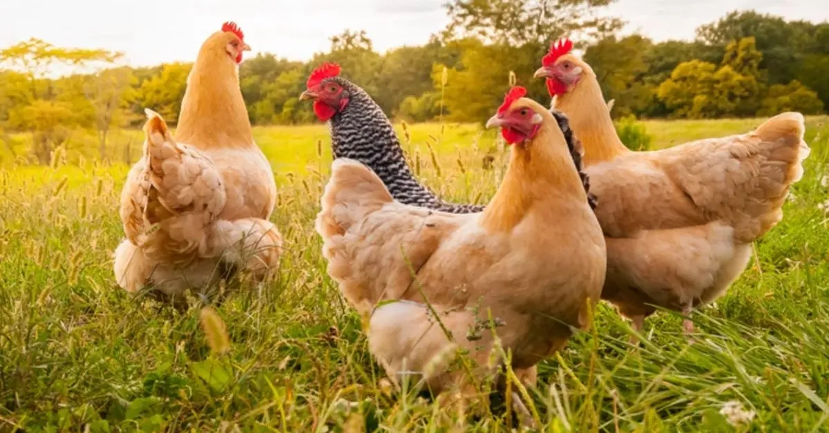 Rüyada Canlı Tavuk Görmek Ne Anlama Gelir?