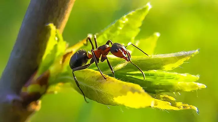 Rüyada Karınca Görmek Ne Anlama Gelir? – Derinlemesine Yorumlar ve Anlamı