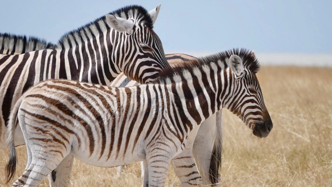 Rüyada Zebra Görmek – Hayatınızdaki Zıtlıklar ve Denge Arayışı